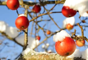 CIDRE DE GLACE