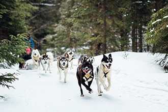 balade chiens de traineau