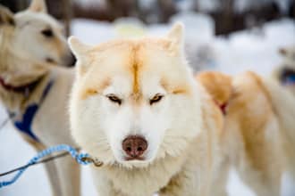 chiens de traineau