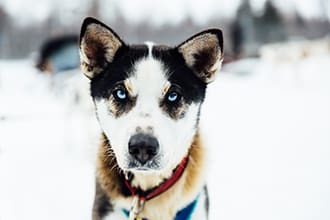 husky