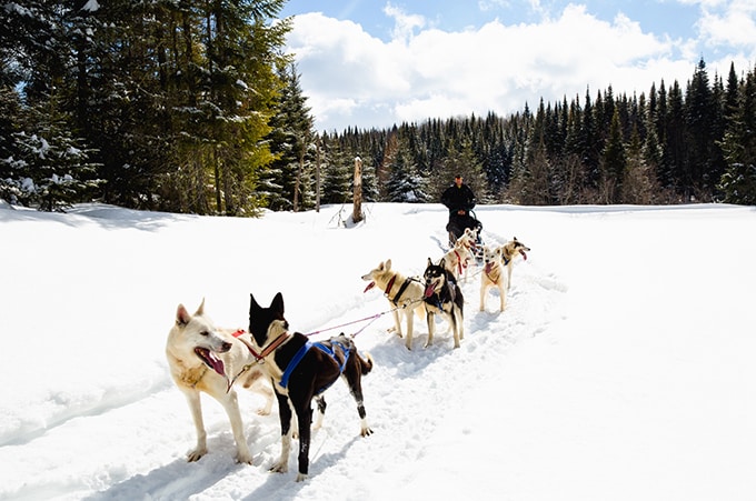 journée en traineau à chiens