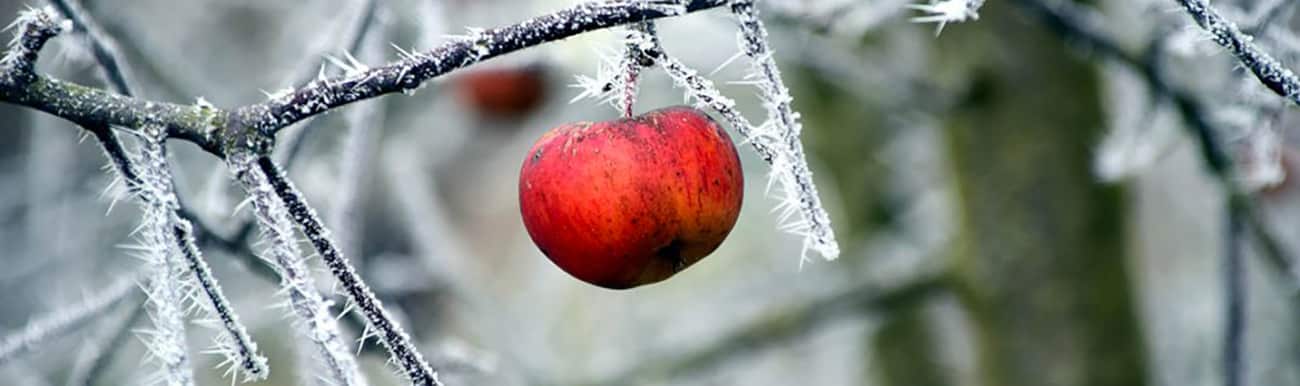 cidre de glace au quebec