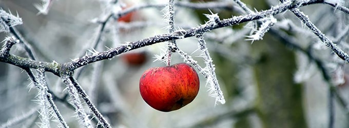 cidre glace quebecois