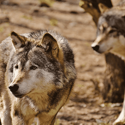 loup parc omega