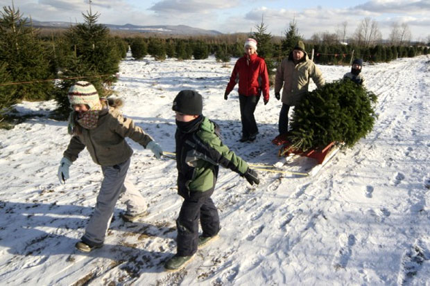 sapin de noel au quebec