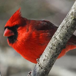 oiseau cardinal