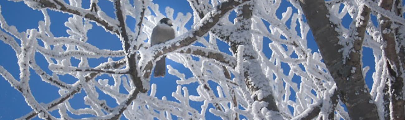 Espèces Doiseaux Qui Passent Lhiver Au Québec Anf