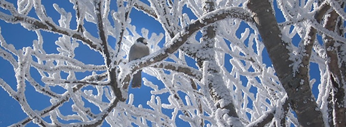 oiseaux du quebec en hiver