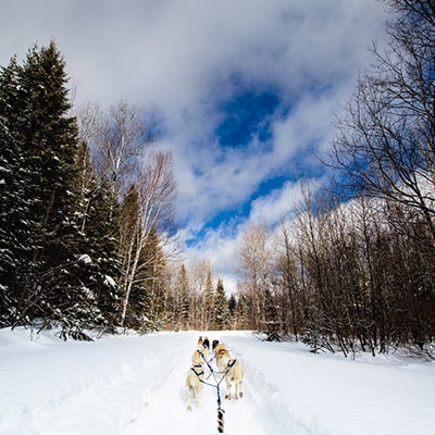 balade chiens traineau quebec