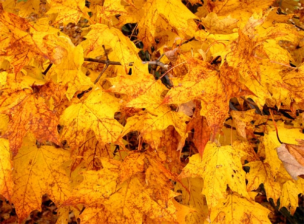 feuille erable automne