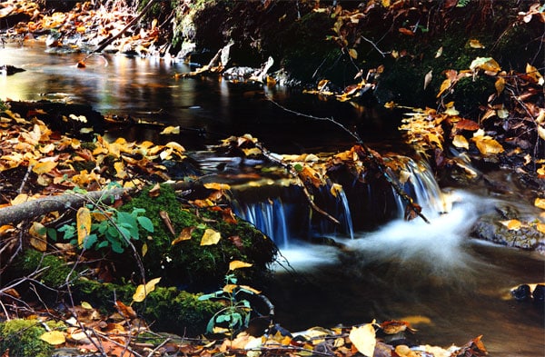 ruisseau a l'automne