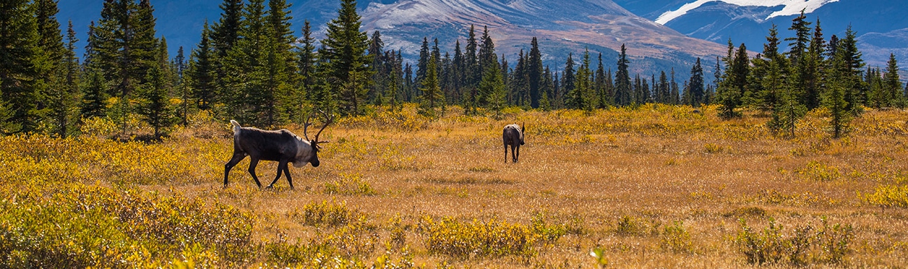 caribou au canada