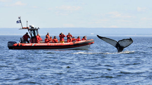 observation des baleines à tadoussac