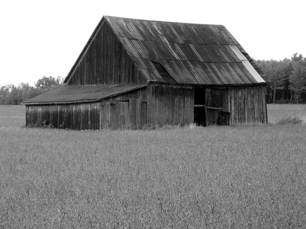 photo noir et blanc automne