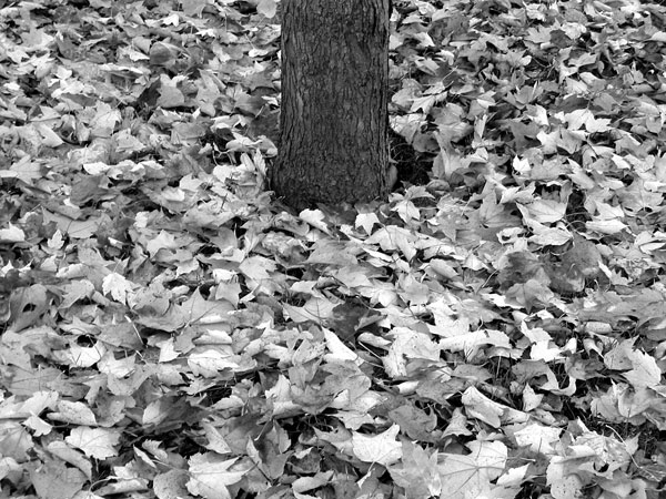 photo noir et blanc automne