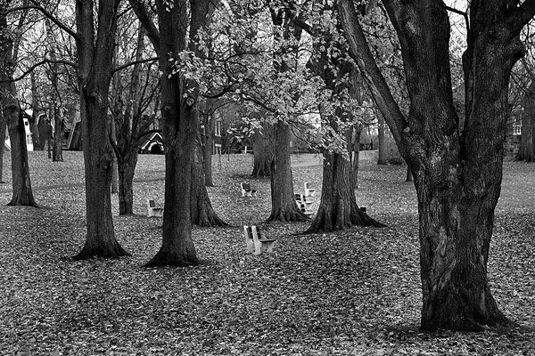 photo noir et blanc automne