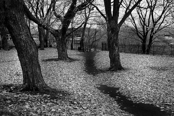 photo noir et blanc automne