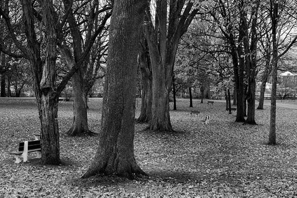 photo noir et blanc automne
