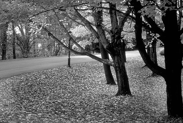photo noir et blanc automne