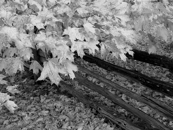 photo noir et blanc automne