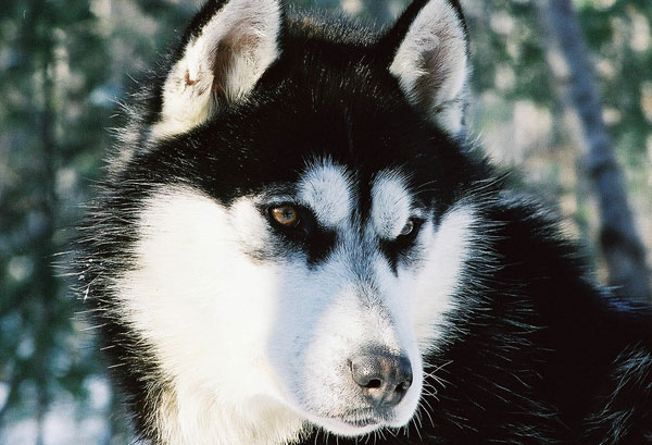 chien de traineau husky