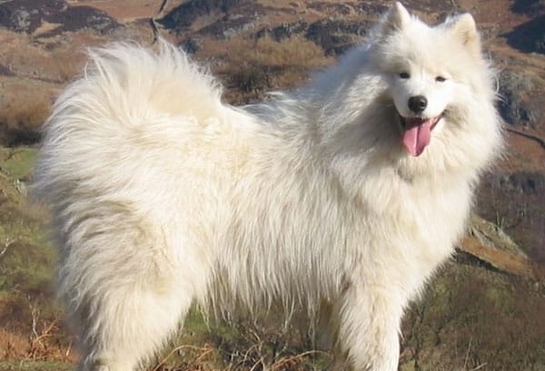 chien de traineau samoyede