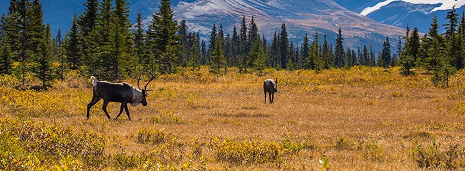 caribou du canada