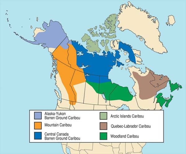 population caribou au Canada