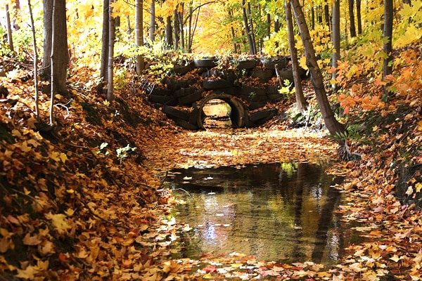 ruisseau automne quebec