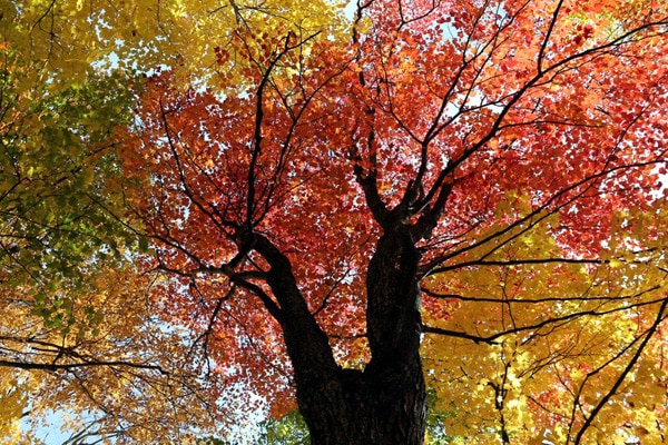 arbre automne quebec