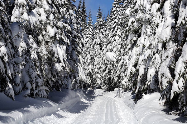 foret neige quebec