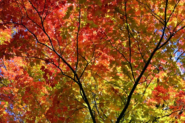 couleur automne canada