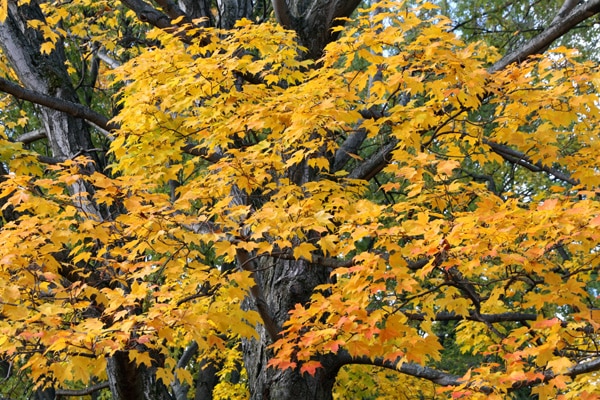 couleur automne canada