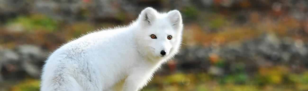 renard arctique