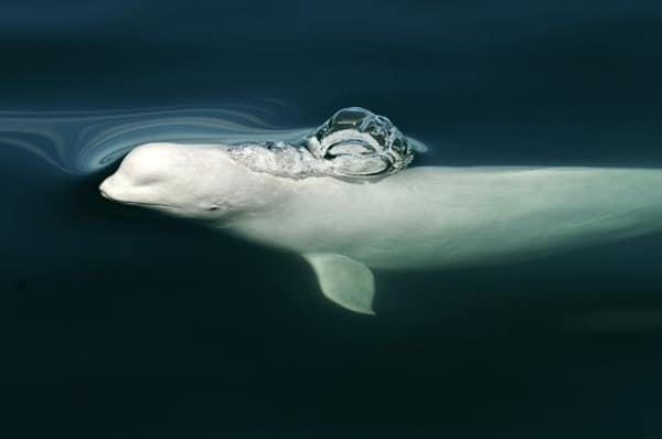 beluga fleuve saint-laurent