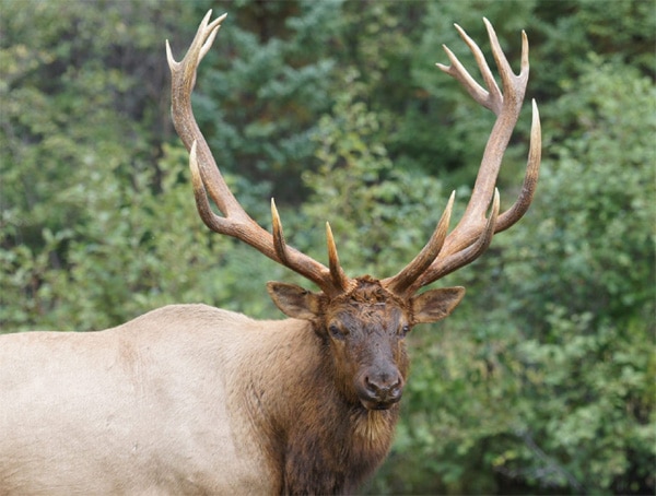 wapiti